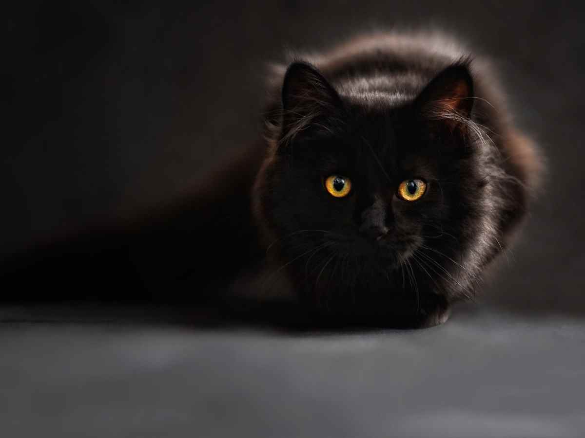 Лекарство от коронавируса решили делать из черных кошек