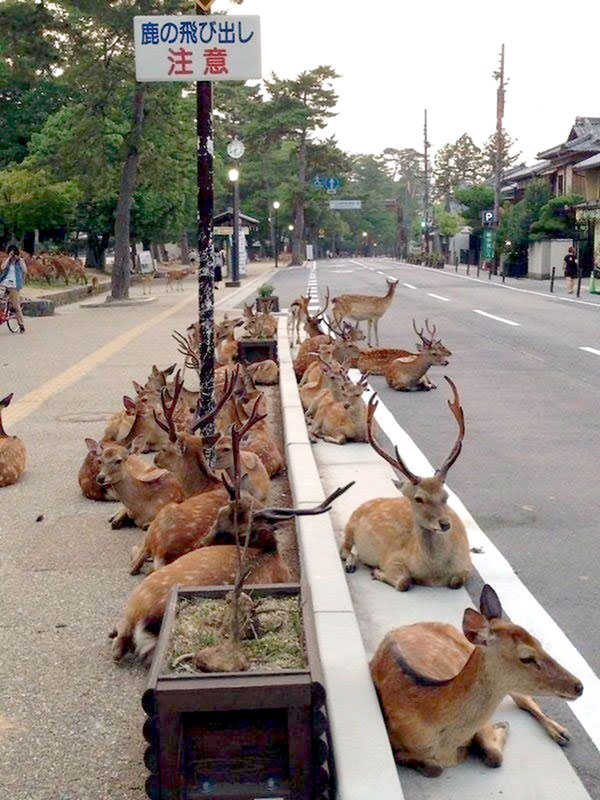 Пятнистые олени из японского парка Нара считаются священными и привыкли бродить где вздумается, принимая специальные крекеры от посетителей.Сейчас они остались без подношений