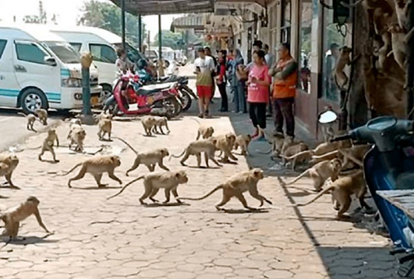 В Таиланде обезьянки блокируют улицы, передвигаясь огромными стаями и выклянчивая еду у редких прохожих