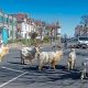 Жители Лландидно в Уэльсе и раньше замечали животных на окраинах города, но теперь те осмелели и пришли в центр