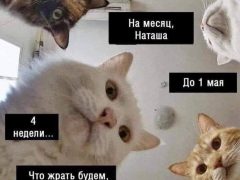 Мем про котов, которые «все уронили»