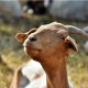 Чудеса диагностики: слепое тестирование «выявило» коронавирус у козы и папайи