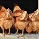 Шведский эксперимент: куриный помет в борьбе с коронавирусом