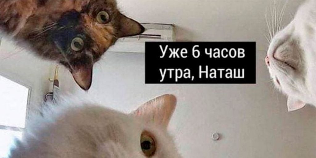 Наташа Мы Все Уронили Коты Фото