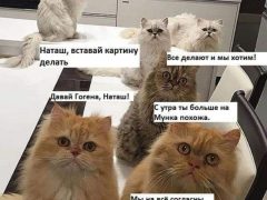 Мем про котов, которые «все уронили»