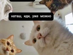 Мем про котов, которые «все уронили»