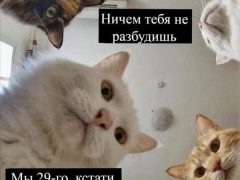 Мем про котов, которые «все уронили»