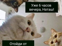 Мем про котов, которые «все уронили»