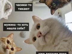 Мем про котов, которые «все уронили»