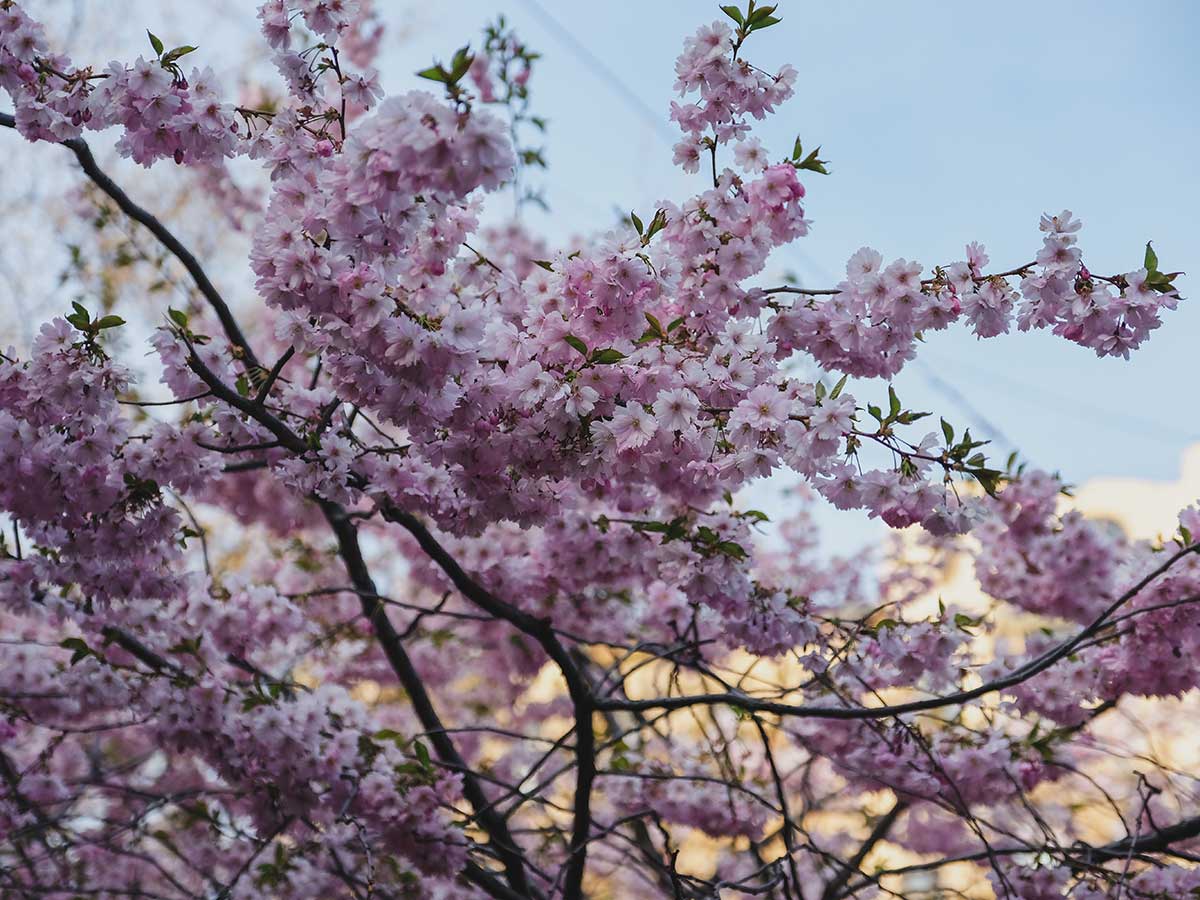 Погода в мае: синоптики в шоке от подобного прорыва холодных масс – EG.RU – Погода. Погода в мае. Май погода. Прогноз погоды. Погода на май. Погода на 30 дней. Прогноз погоды на 30 дней. Прогноз погоды на месяц. Погода в Москве. Погода в Москве на май.