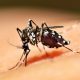 Лихорадка денге в Китае