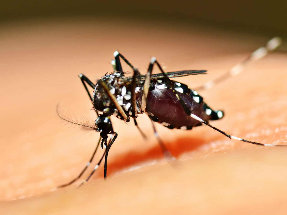 Лихорадка денге в Китае