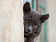 СЦЕНА ИЗ СЕРИАЛА «ЧЕРНАЯ КОШКА»