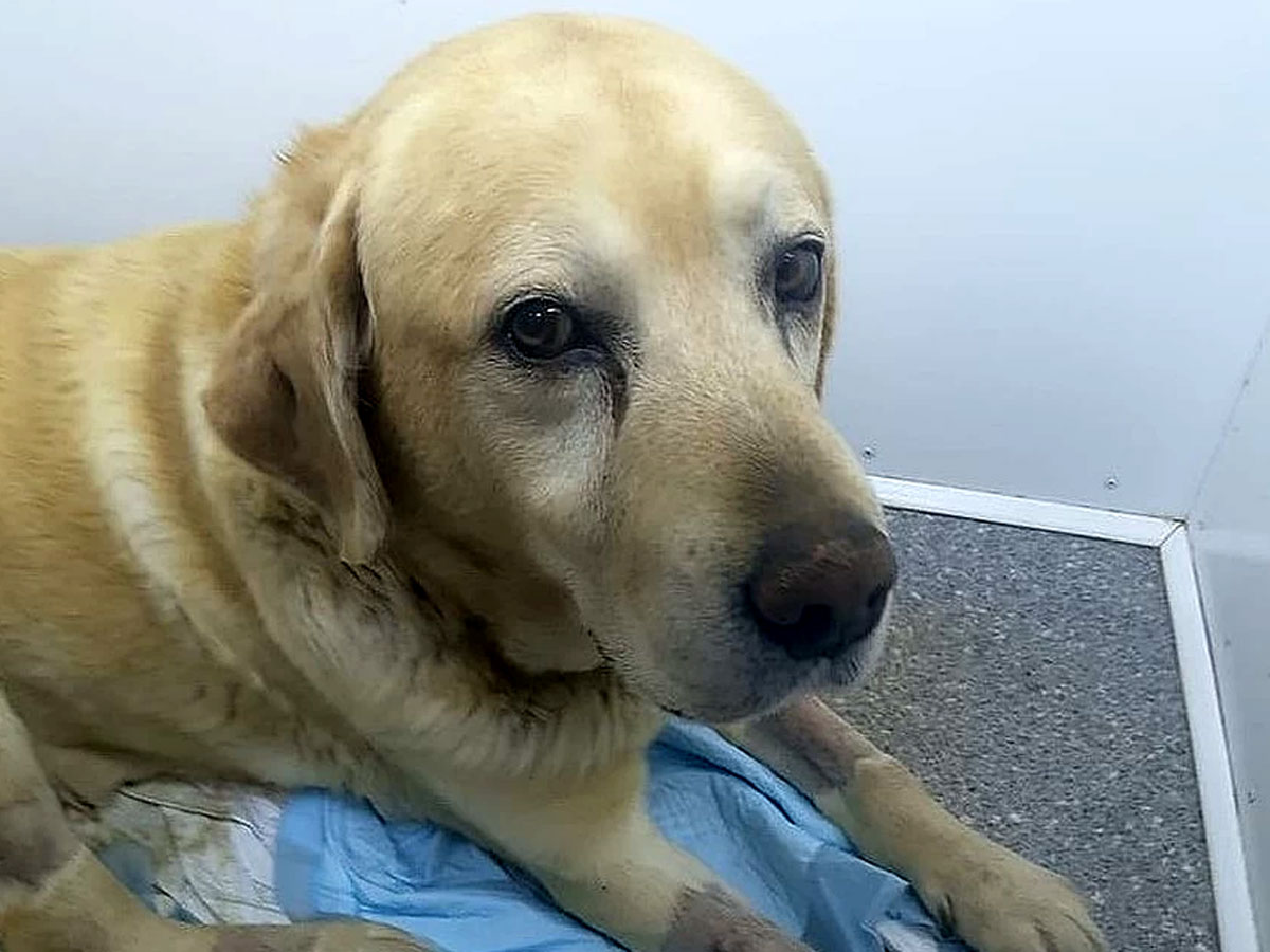 Пес по кличке Нобель