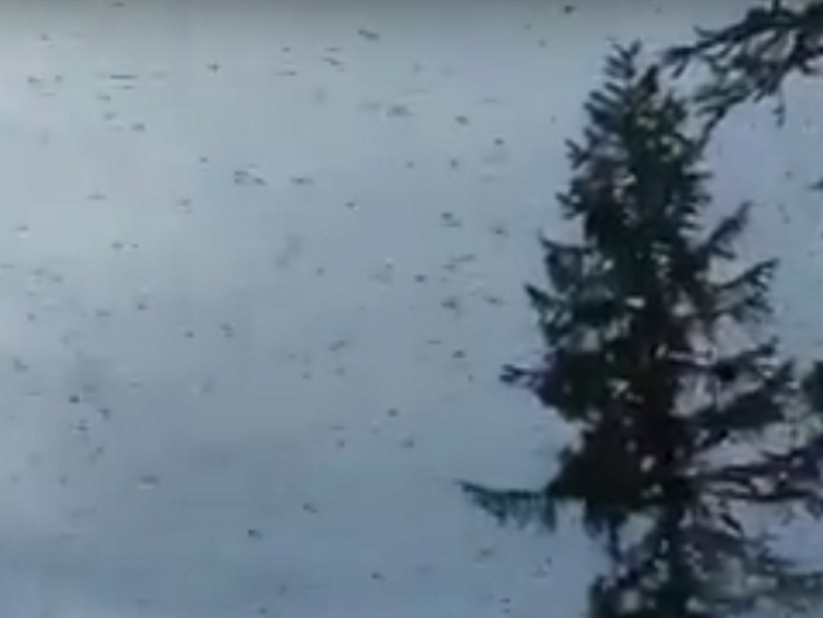 Комары в Якутии