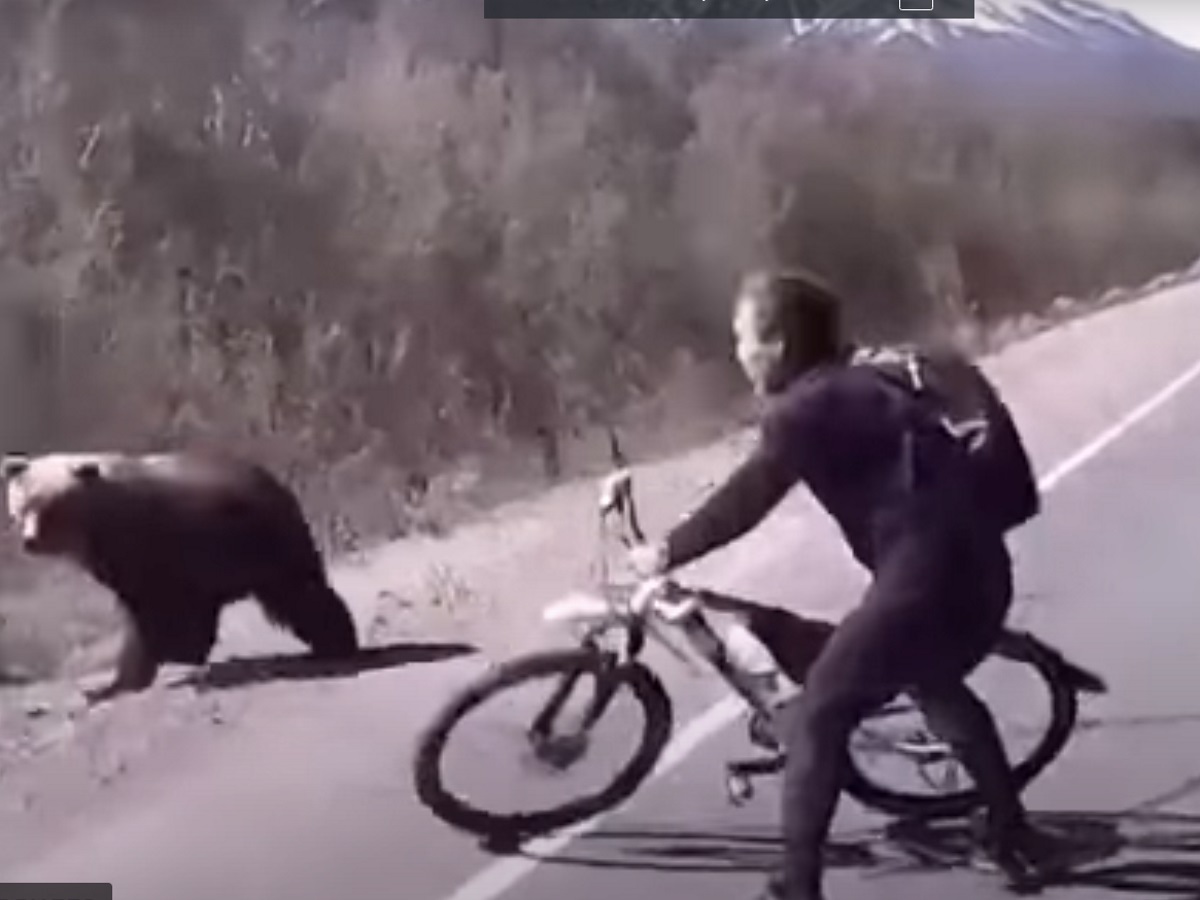 Медведь медведь