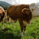 Зоозащитников возмутила корова в арестантской робе