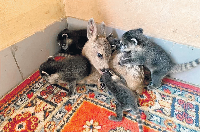 Серебряное Копытце подружилась с носухами