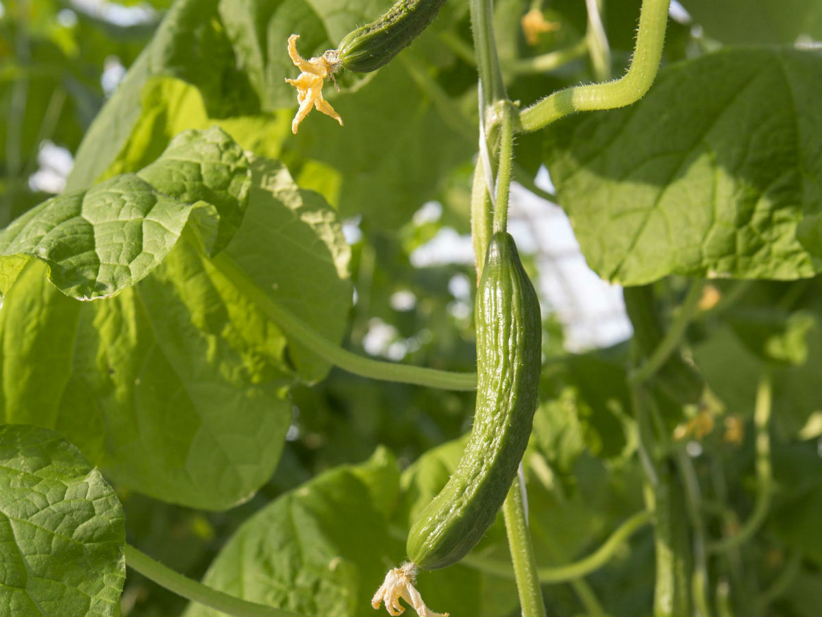 рассада, огурцы, дача