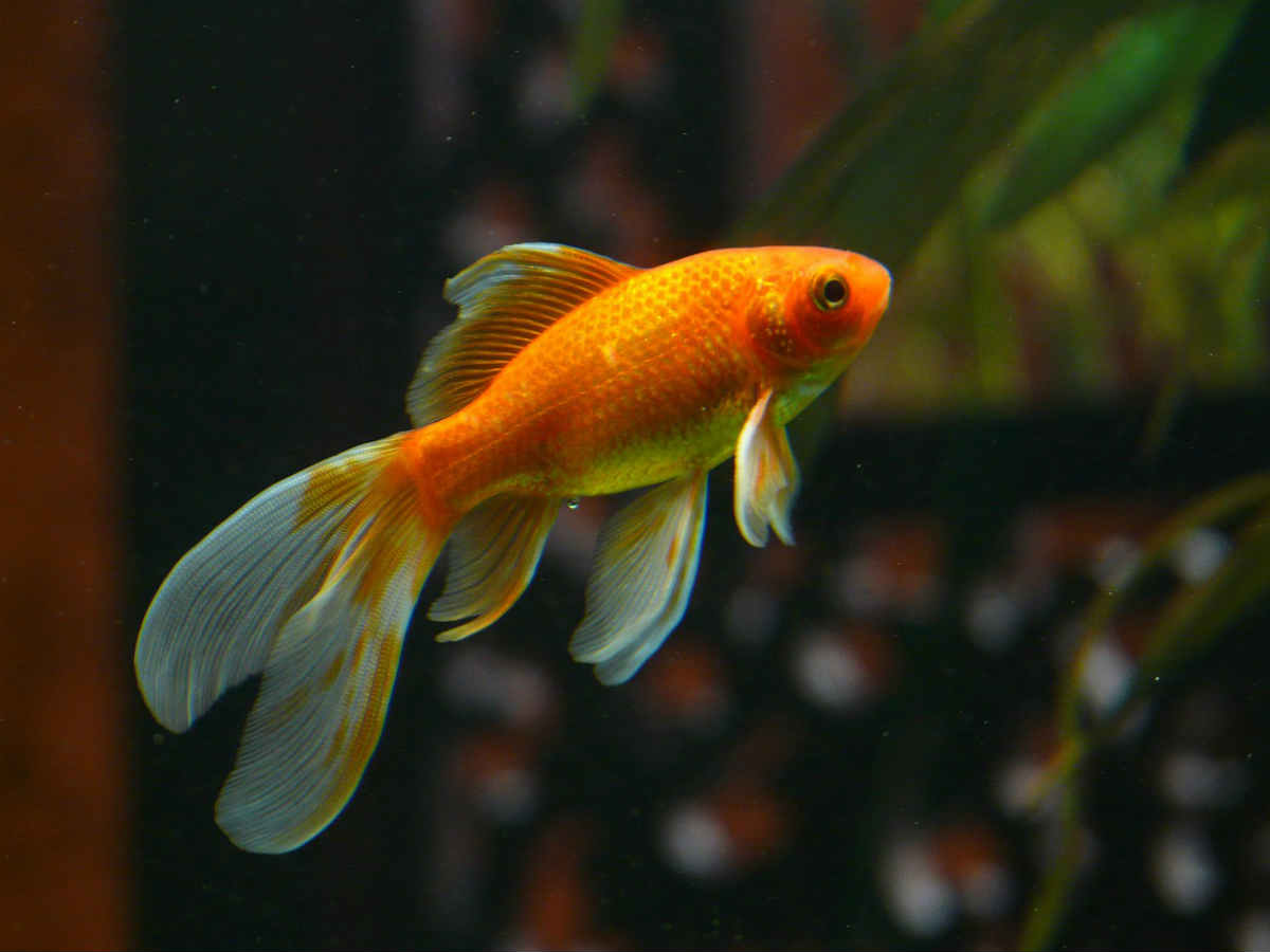 Есть червей и глотать живых рыбок: мотивация сотрудников по-китайски