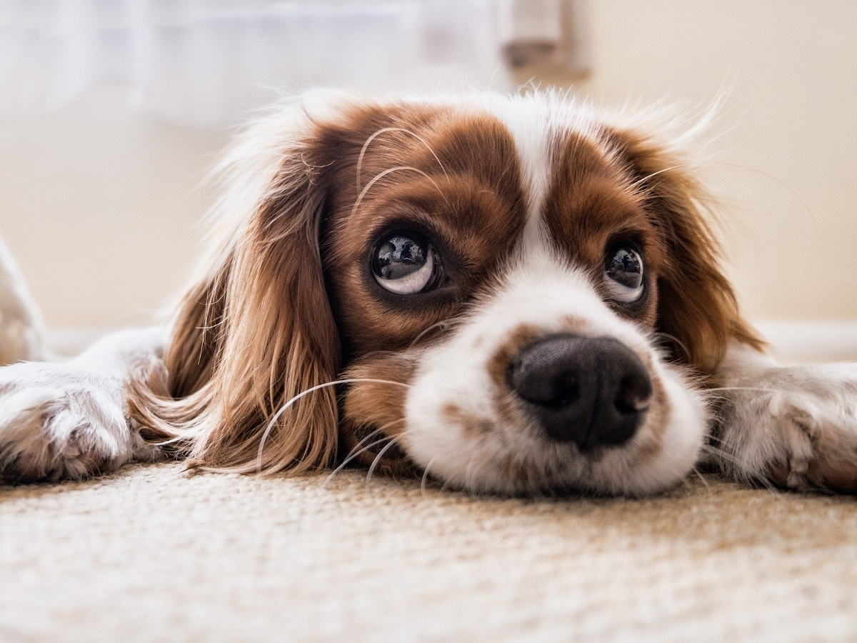 Названа самая популярная собачья кличка