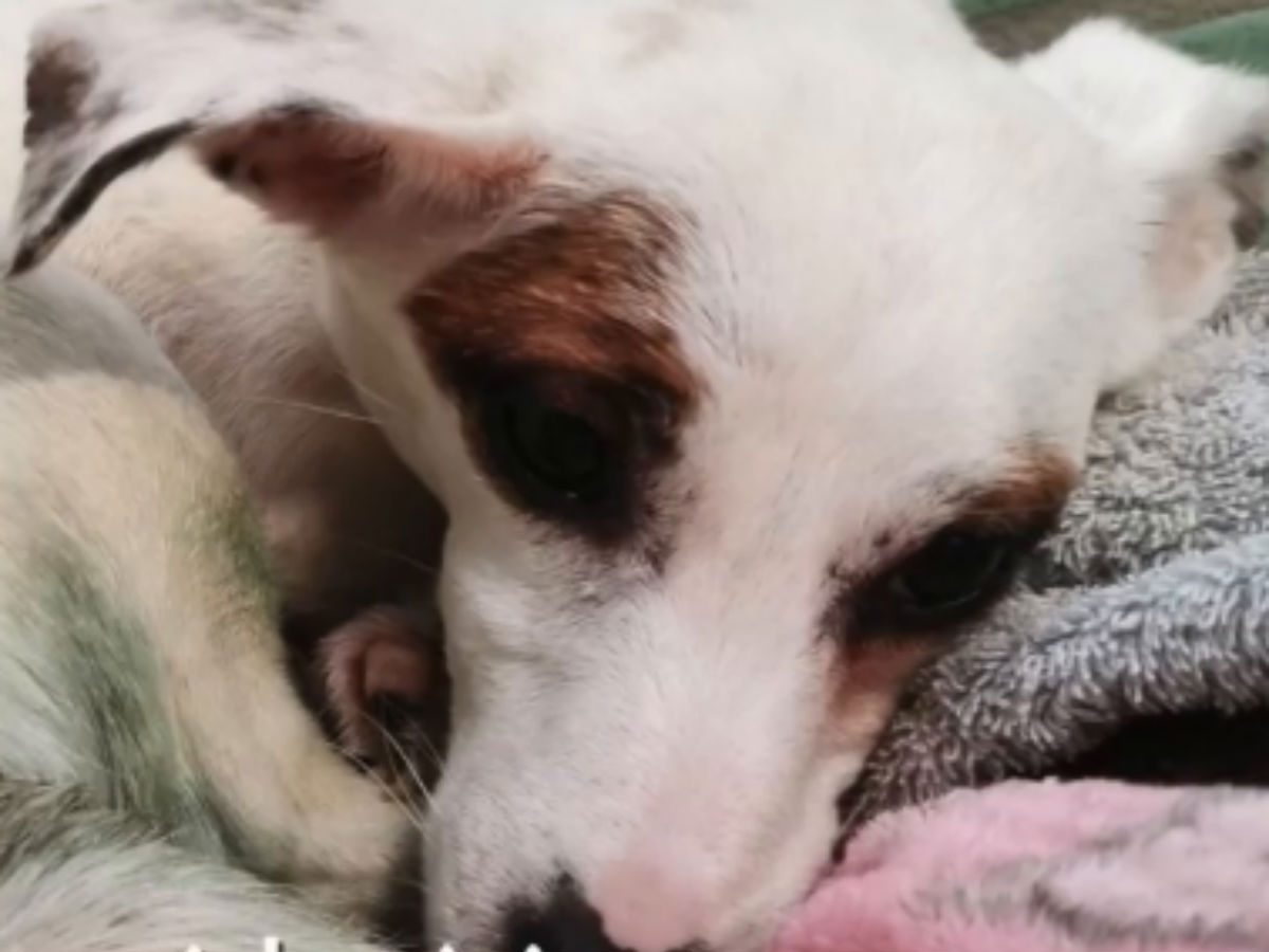 Щенок с отрубленными лапами из Китая