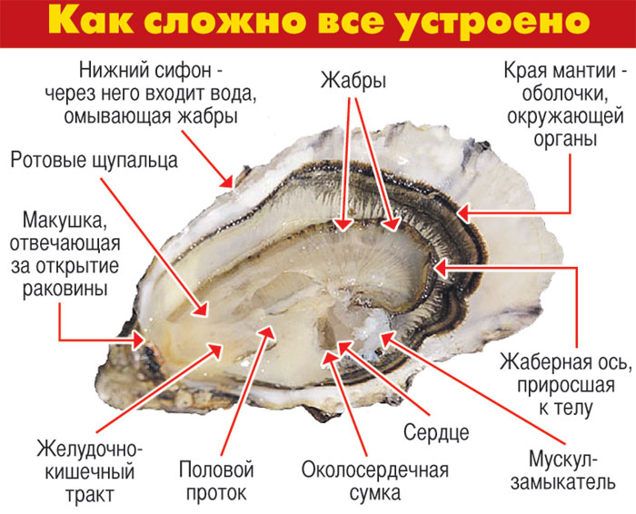 К какой группе относится устрица