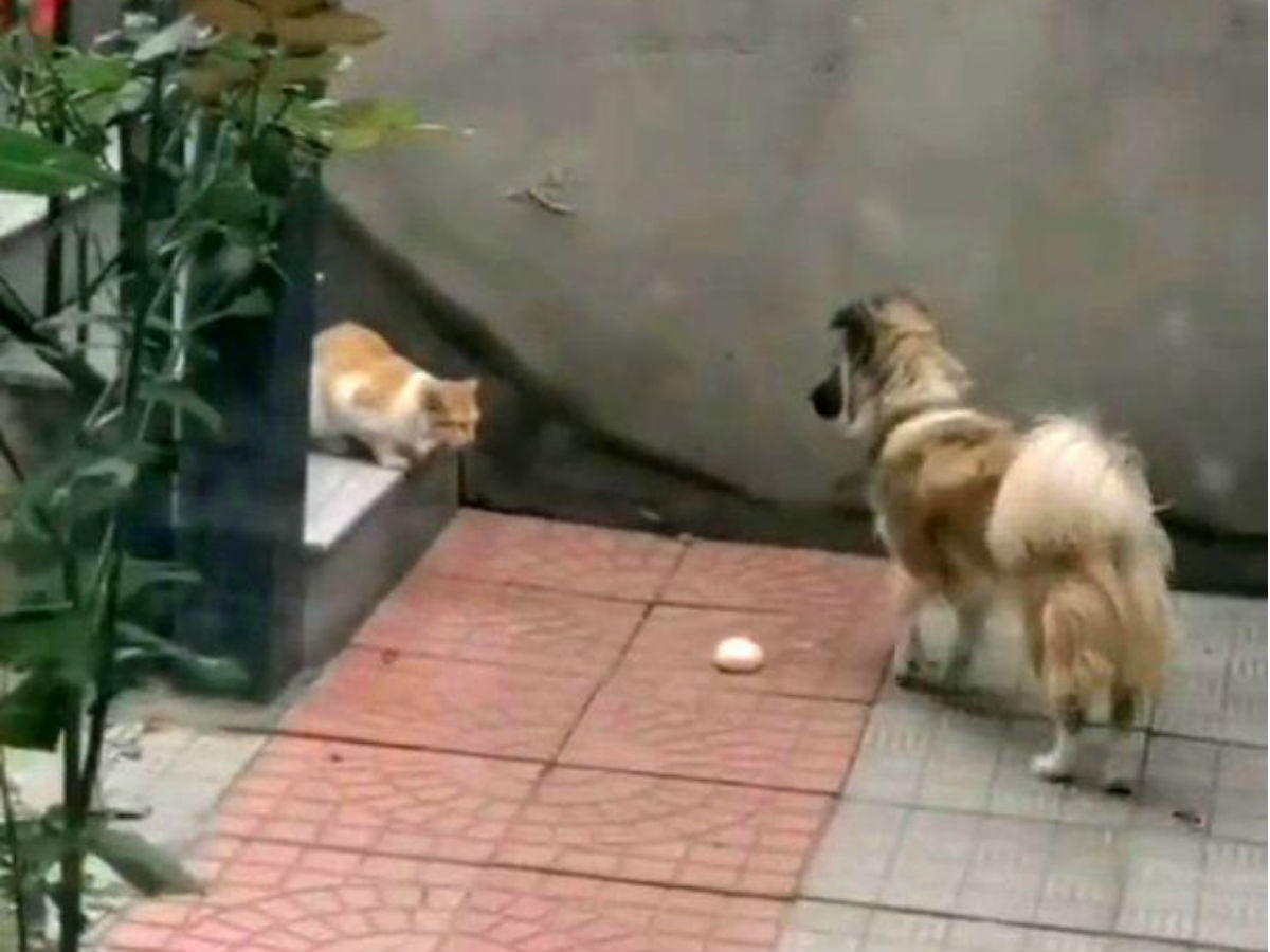 Собака кормит кошку на видео