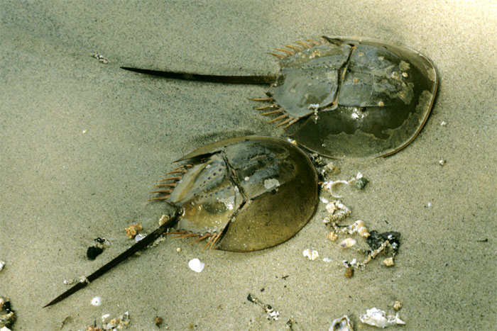 Некоторые твари вымерли, а мечехвосты и тасманийские раки живехоньки