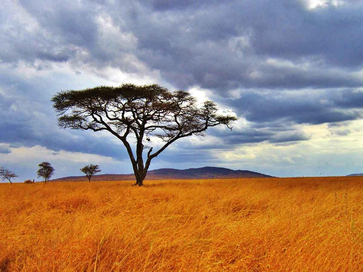 Хороша страна Танзания, но она не для меня