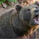 Медведь напал на женщину на Камчатке