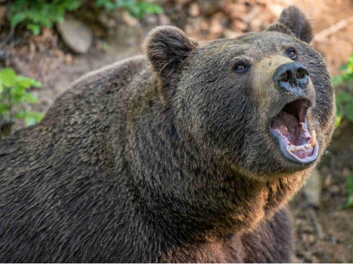 Медведь напал на женщину на Камчатке