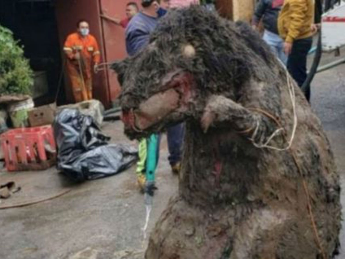 Огромные крысы в канализации