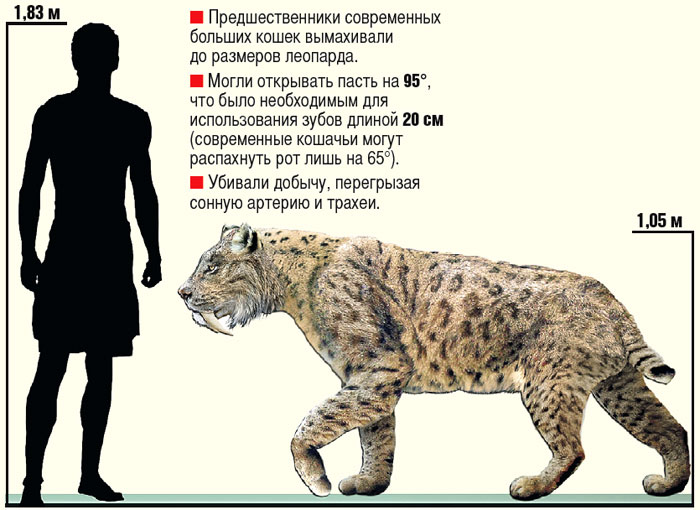 Предшественники современных больших кошек вымахивали до размеров леопарда. Могли открывать пасть на 95°, что было необходимым для использования зубов длиной 20 см (современные кошачьи могут распахнуть рот лишь на 65°). Убивали добычу, перегрызая сонную артерию и трахеи.