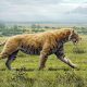 Крымский саблезубый кот охотился на мамонтов
