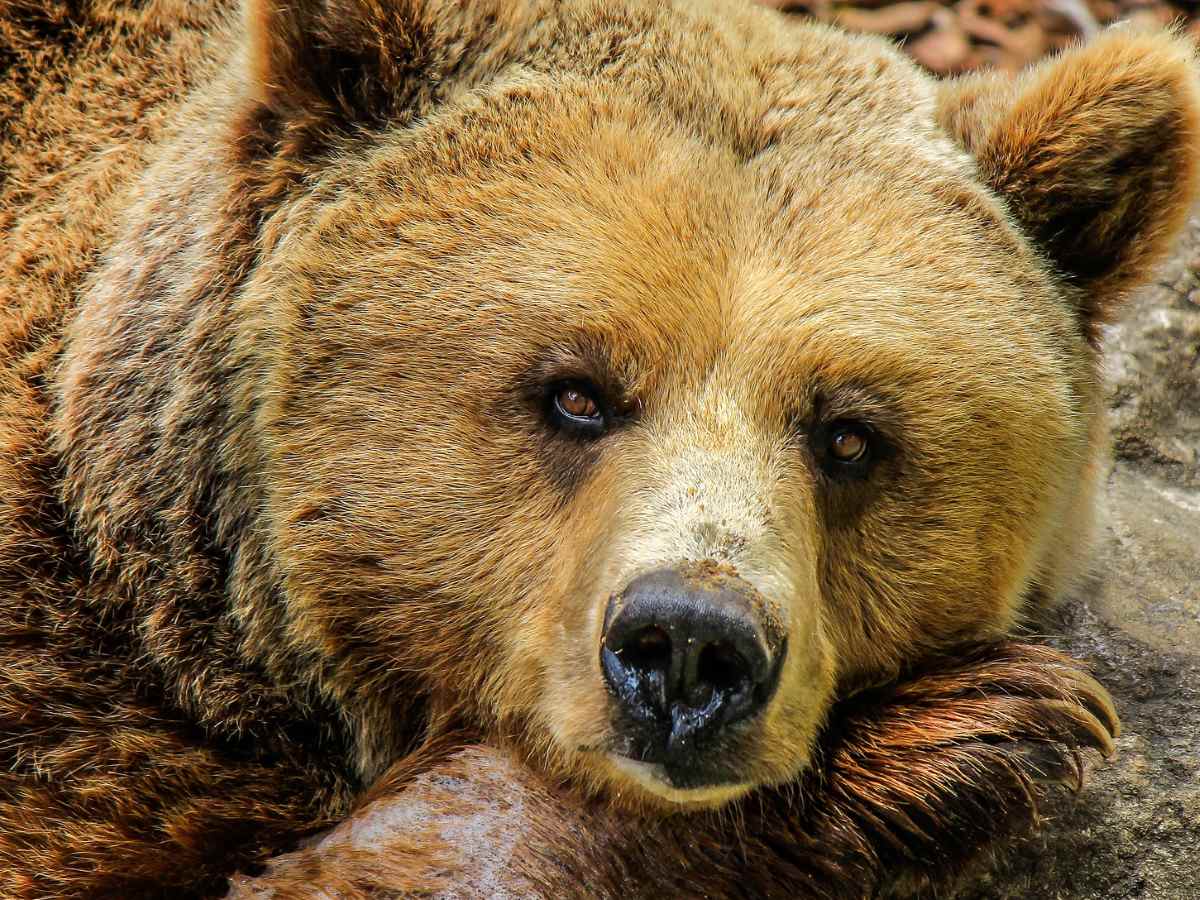 В московском цирке медведь убил человека