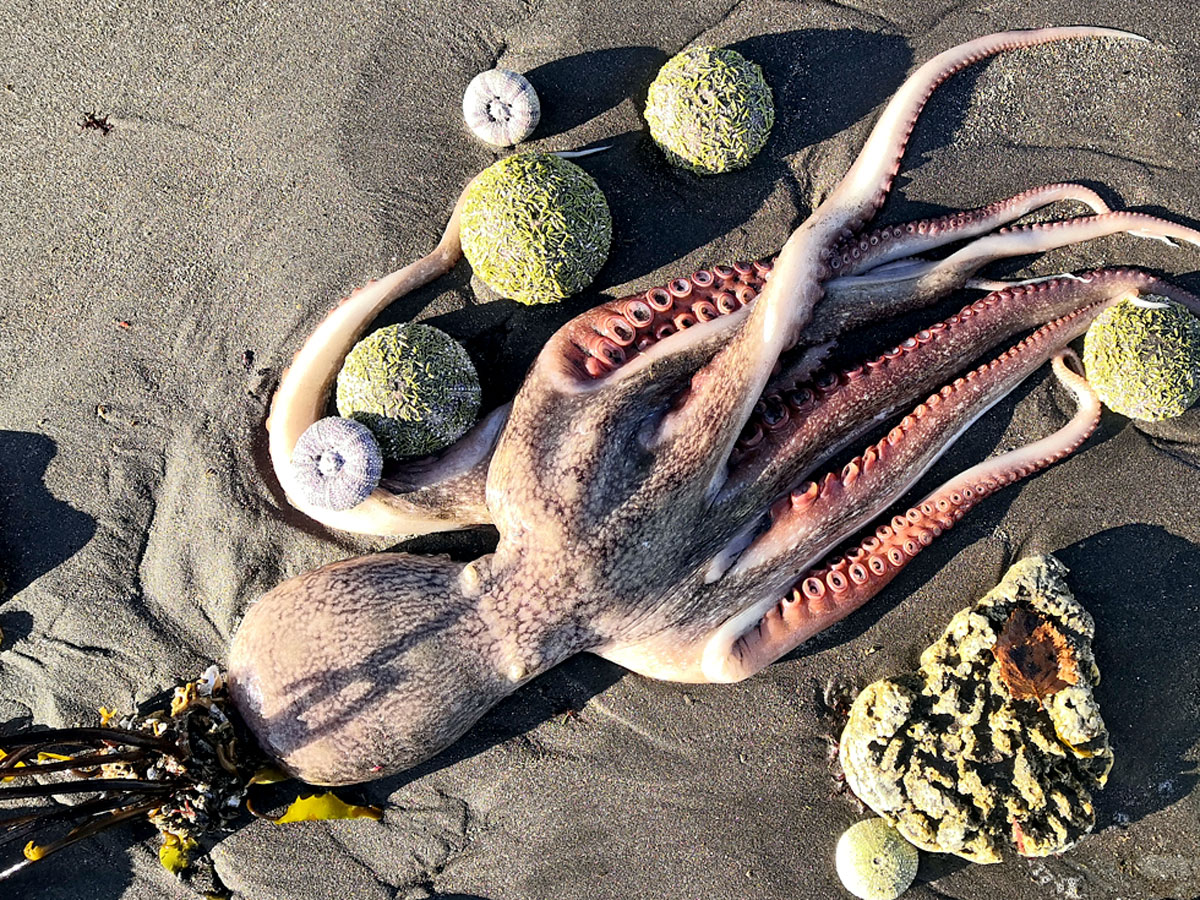 Халактырский пляж превратился в кладбище осьминогов и морских ежей