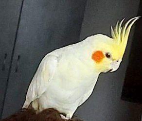 Попугая подарил Софии Конкиной бывший возлюбленный