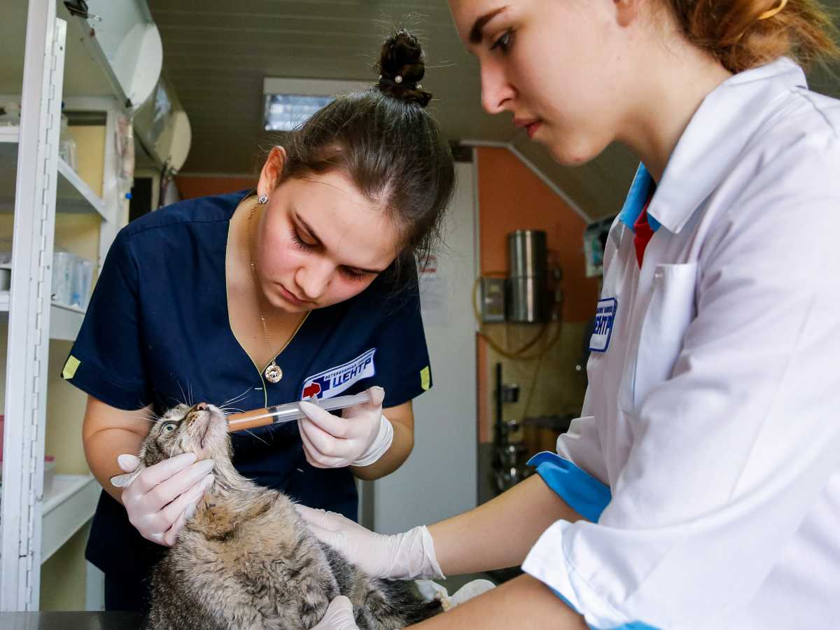 Вакцина от коронавируса для животных