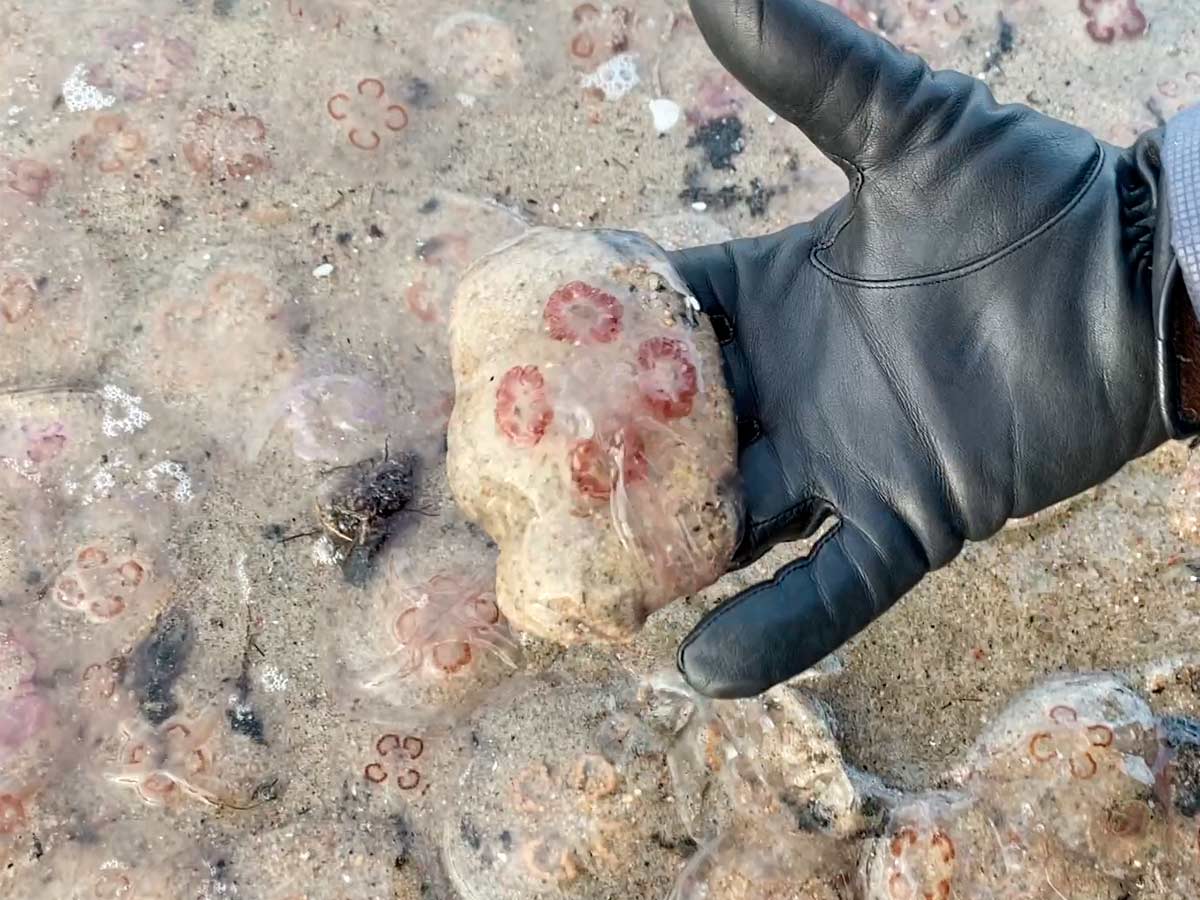 Балтика выбросила на берег тысячи ушастых медуз