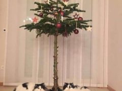 Если вы богаты не только детьми, но и животными, а желание иметь символ Нового года не покидает вас вопреки здравому смыслу, то можно адаптировать елки под имеющиеся условия, превратив в когтеточку. Фото: соцсети
