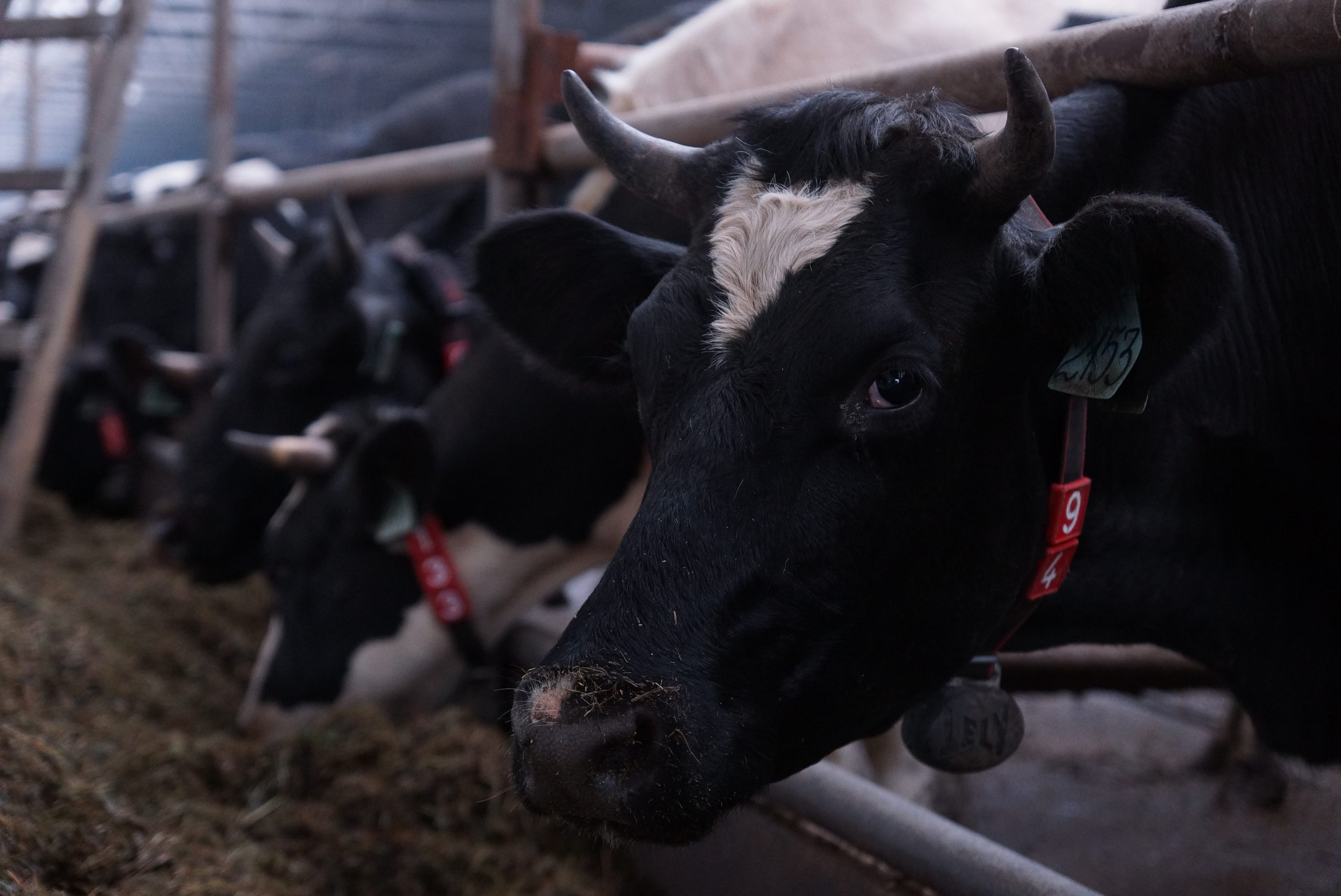 Говядина может стать недоступна для большинства россиян