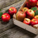 Яблоки способствуют снижению веса