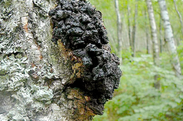 Целебный березовый гриб отдают за бесценок