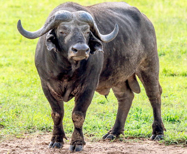 Буйвол
