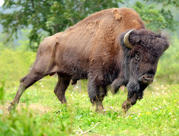 Бизон (буффало)