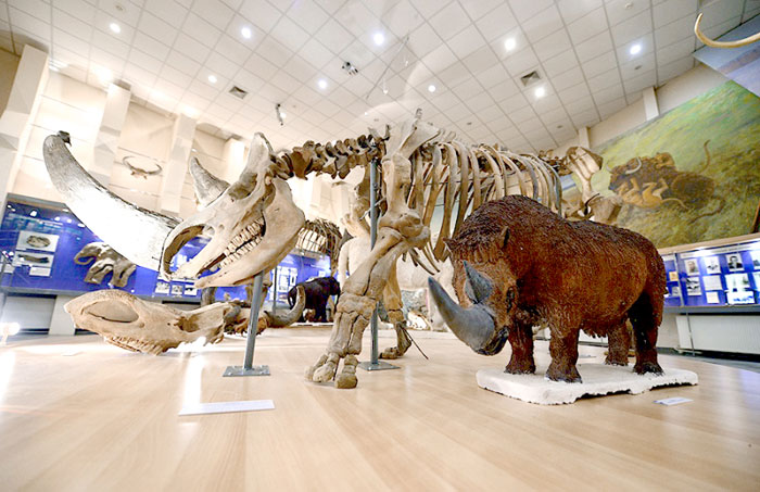 В якутском музее мамонта 2000 уникальных единиц хранения