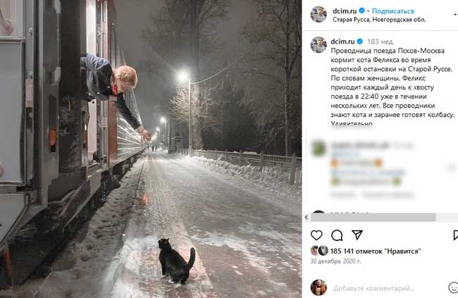 Кот Феликс годами ждет поезд в Старой Руссе — фото
