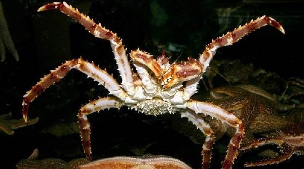 Камчатский краб