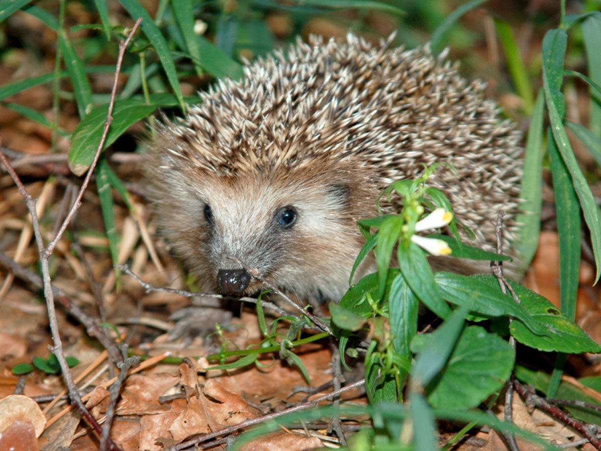 Ежиков отправят на пересчет